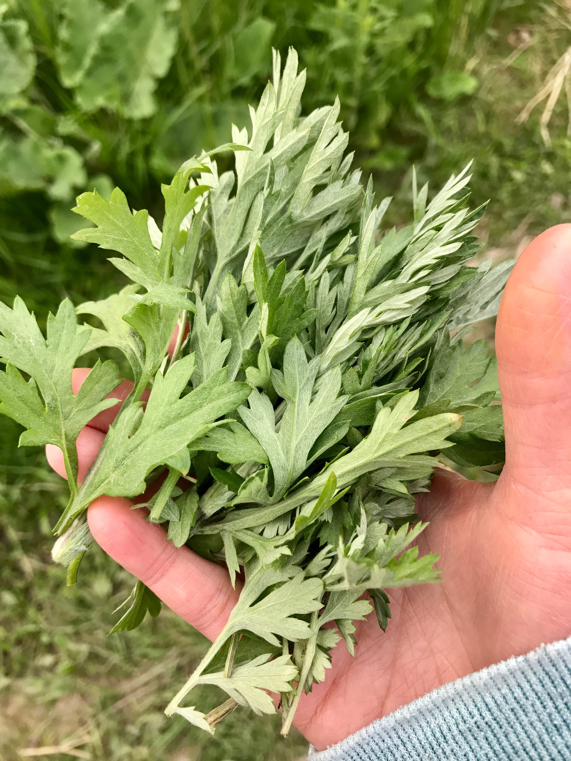 Mugwort — The Wild Edible And Recipes Mei Wong Medium