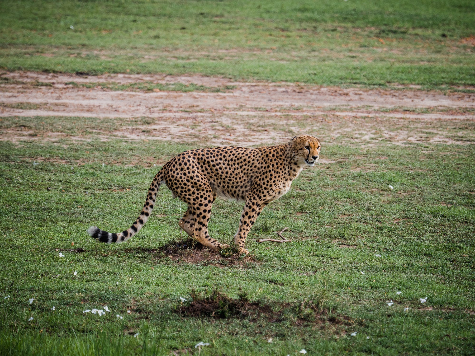 descriptive essay about a cheetah