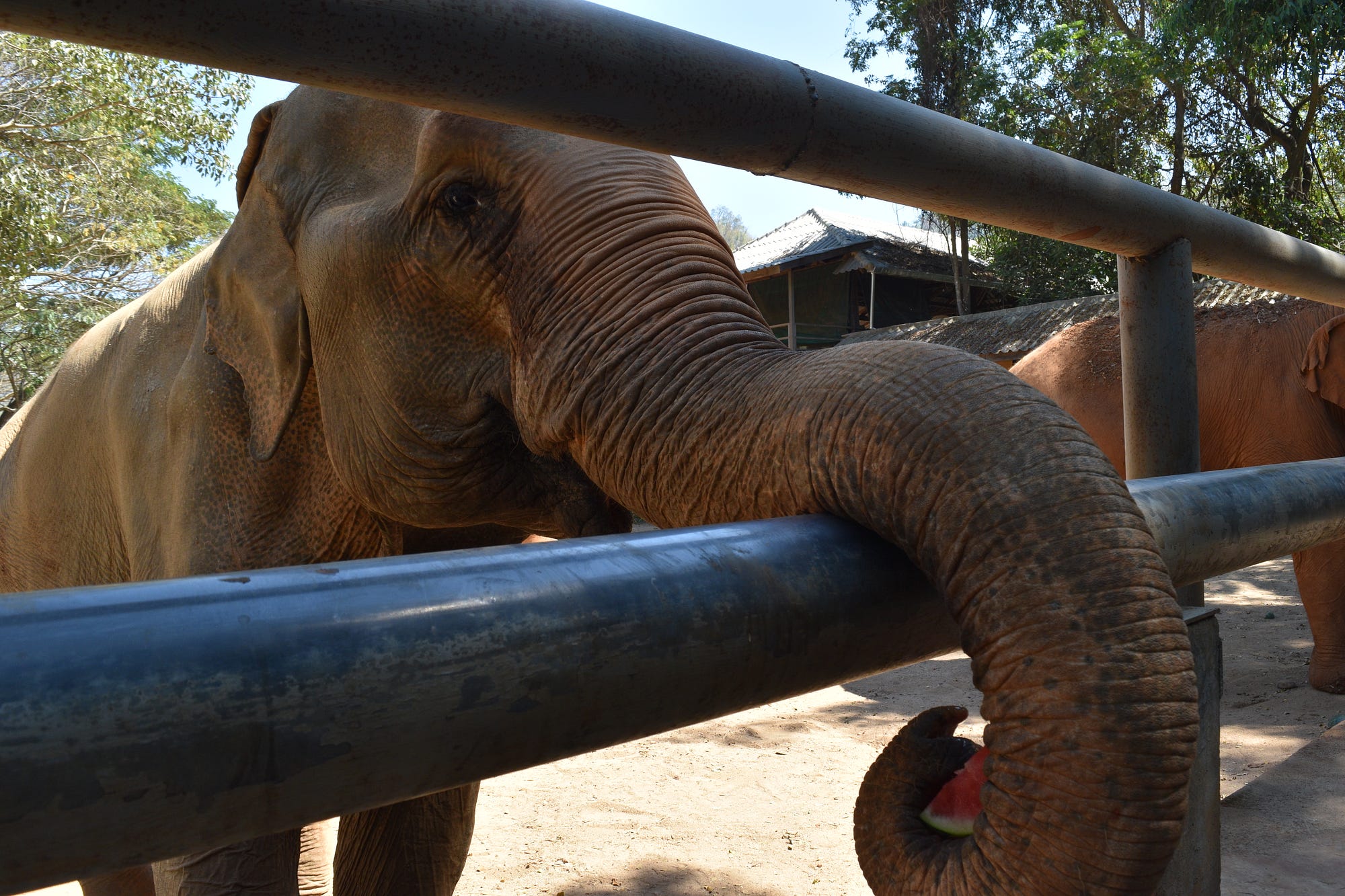 Is Elephant Riding Animal Cruelty? The Omnivore Medium