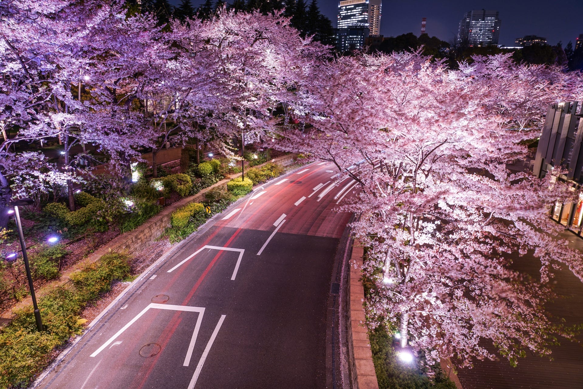 Tokyo Midtown Cherry Blossoms 2019 Japan Travel Guide JW  Magazine
