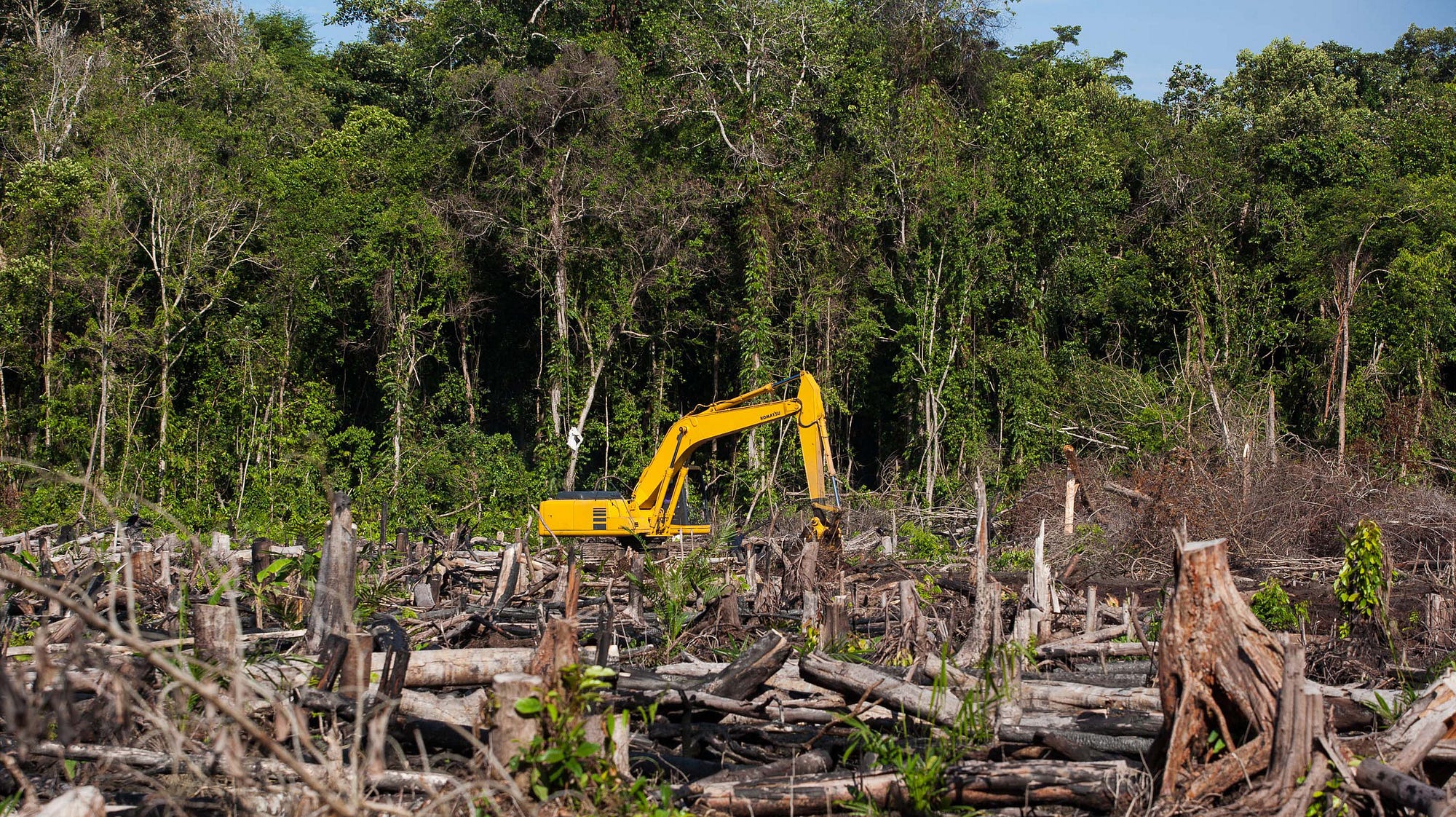 About Deforestation Lazuardyas Zhafran Ligardi Medium