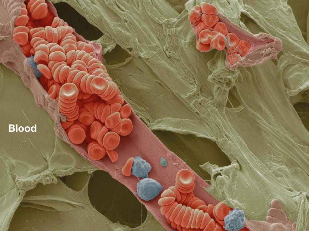 Капилляр с эритроцитами и лейкоцитами. Да, именно так выглядит кровь человека (в данном случае [не слишком здорового](https://en.wikipedia.org/wiki/Rouleaux)).
