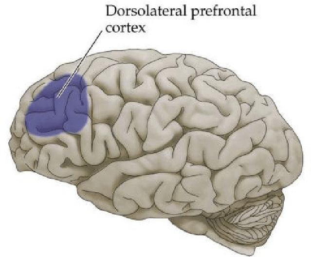 [Source](https://www.researchgate.net/figure/Image-of-the-location-of-the-left-Dorsolateral-Prefrontal-Cortex-in-the-brain_fig1_340920818)