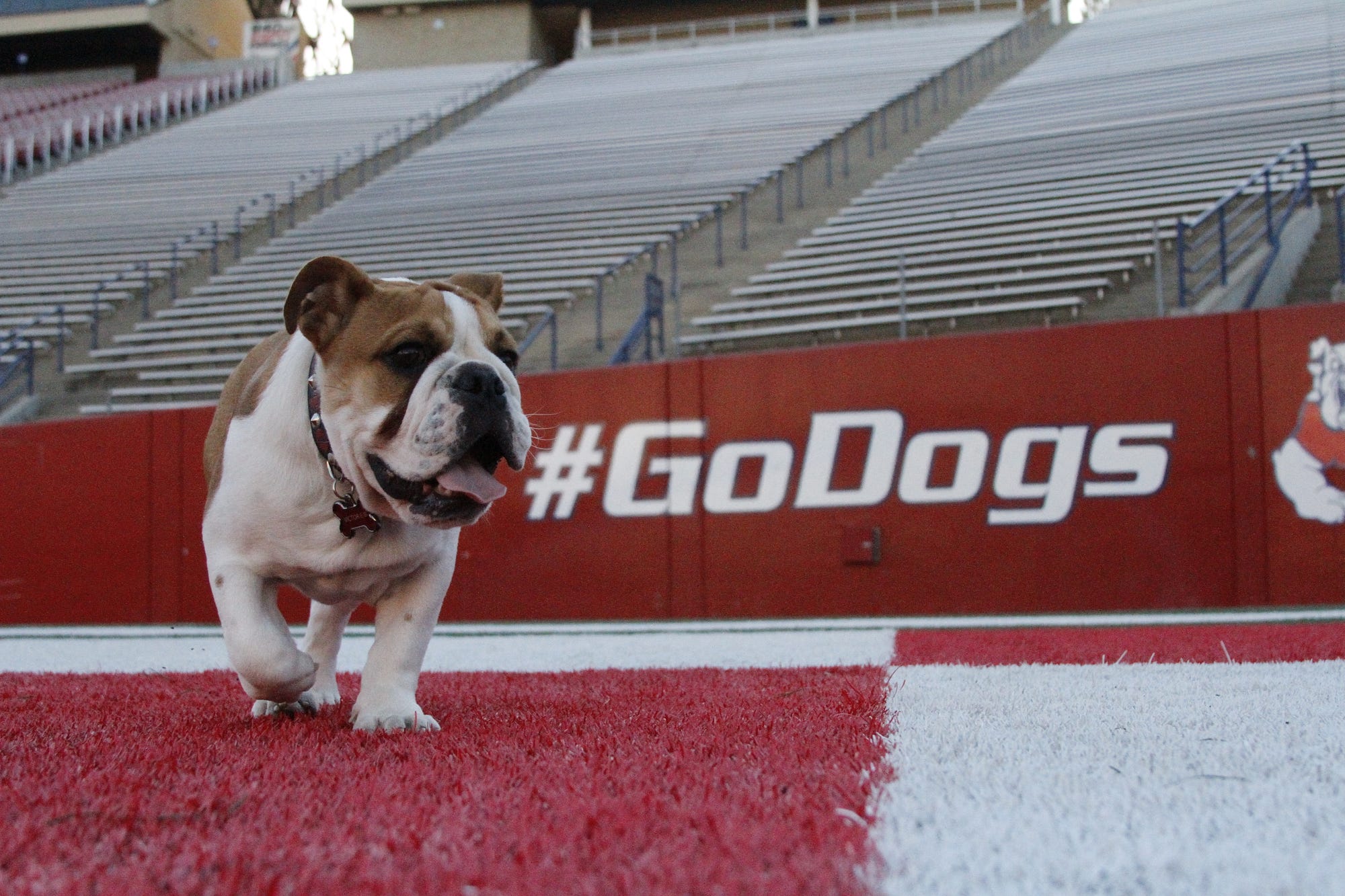 Game day for Victor E. Bulldog III: Our beloved bulldog’s first ...