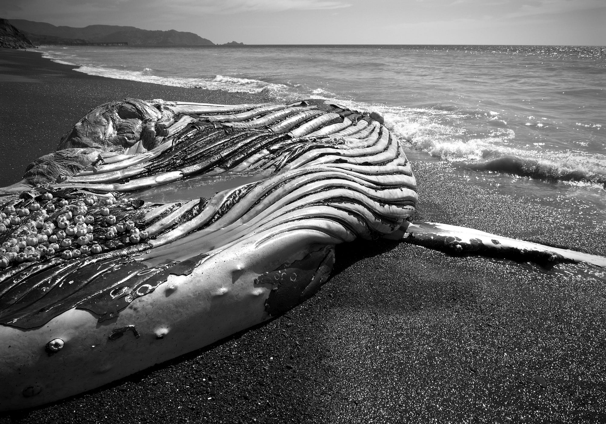 Sometimes, a Whale Dies GlobalEcoGuy