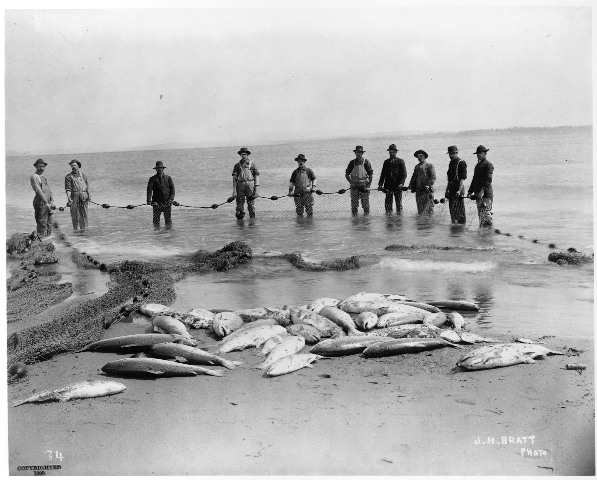 There used to be salmon as big as golden retrievers in the Columbia River, but dams killed them off