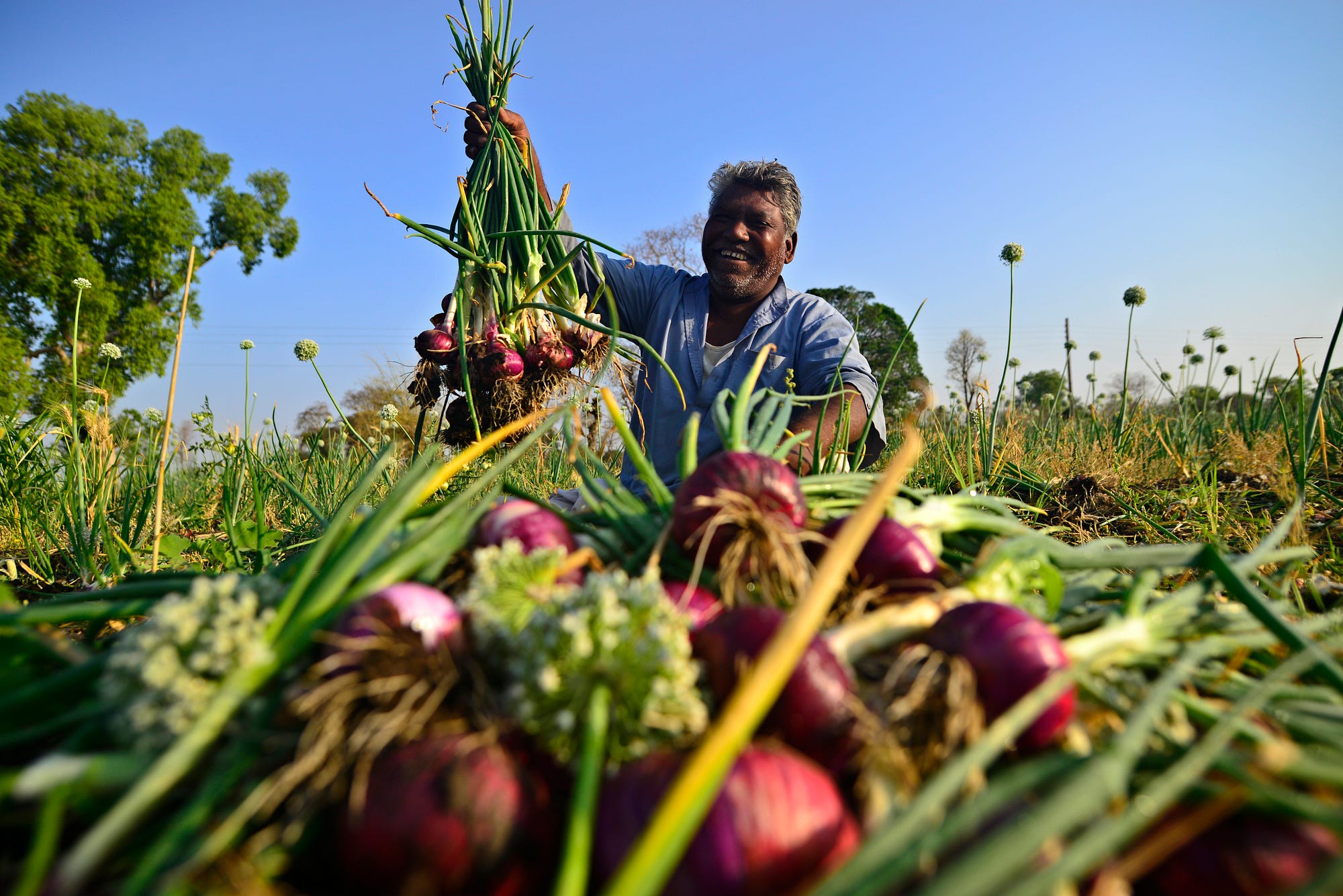 Как играть в onion of hope