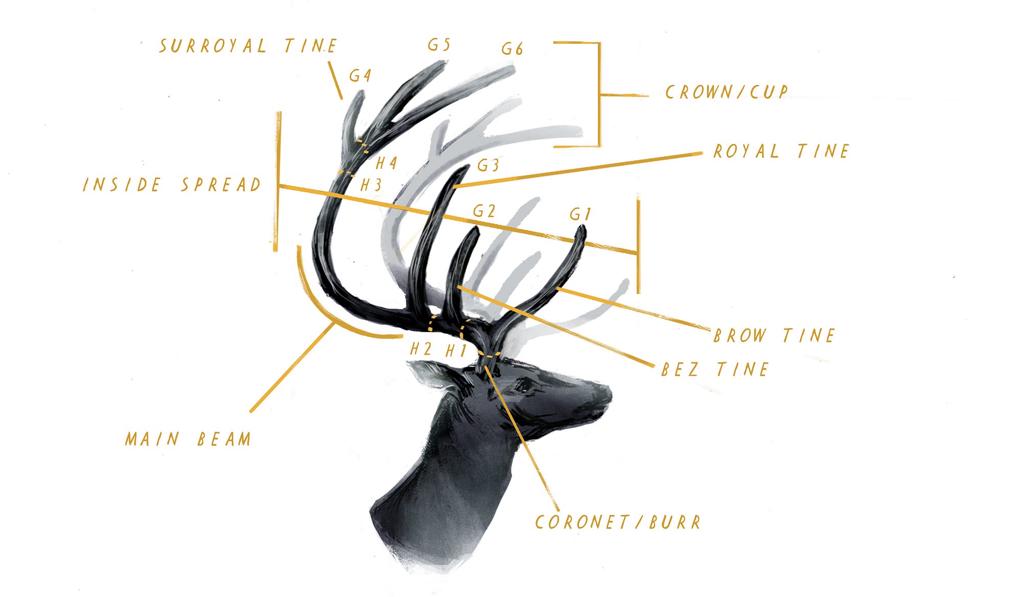 whitetail-antler-diagram