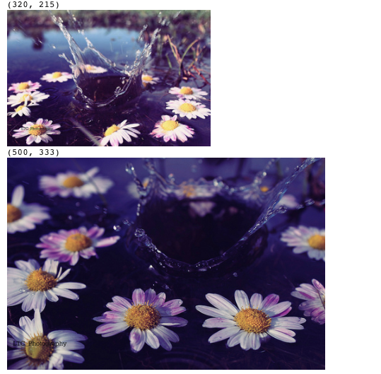 Visualize the first 4 images in the Kaggle [Flower Photos](https://www.kaggle.com/batoolabbas91/flower-photos-by-the-tensorflow-team) dataset — Image by author
