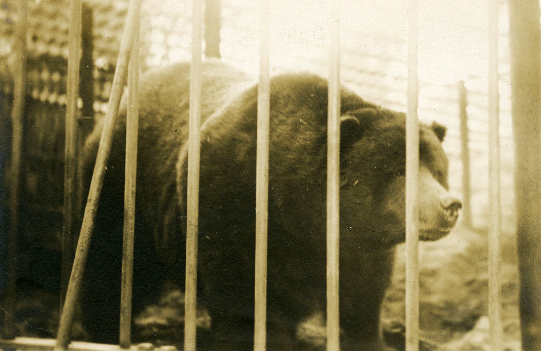 The Sad Saga Of Bear Said To Be Depicted On Californias State Flag The Sad Saga Of Bear Said To Be Depicted On Californias State Flag
