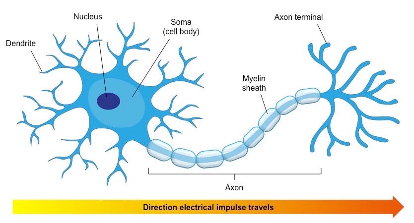 Fig.1B source : [https://ib.bioninja.com.au/standard-level/topic-6-human-physiology/65-neurons-and-synapses/neurons.html](https://ib.bioninja.com.au/standard-level/topic-6-human-physiology/65-neurons-and-synapses/neurons.html)