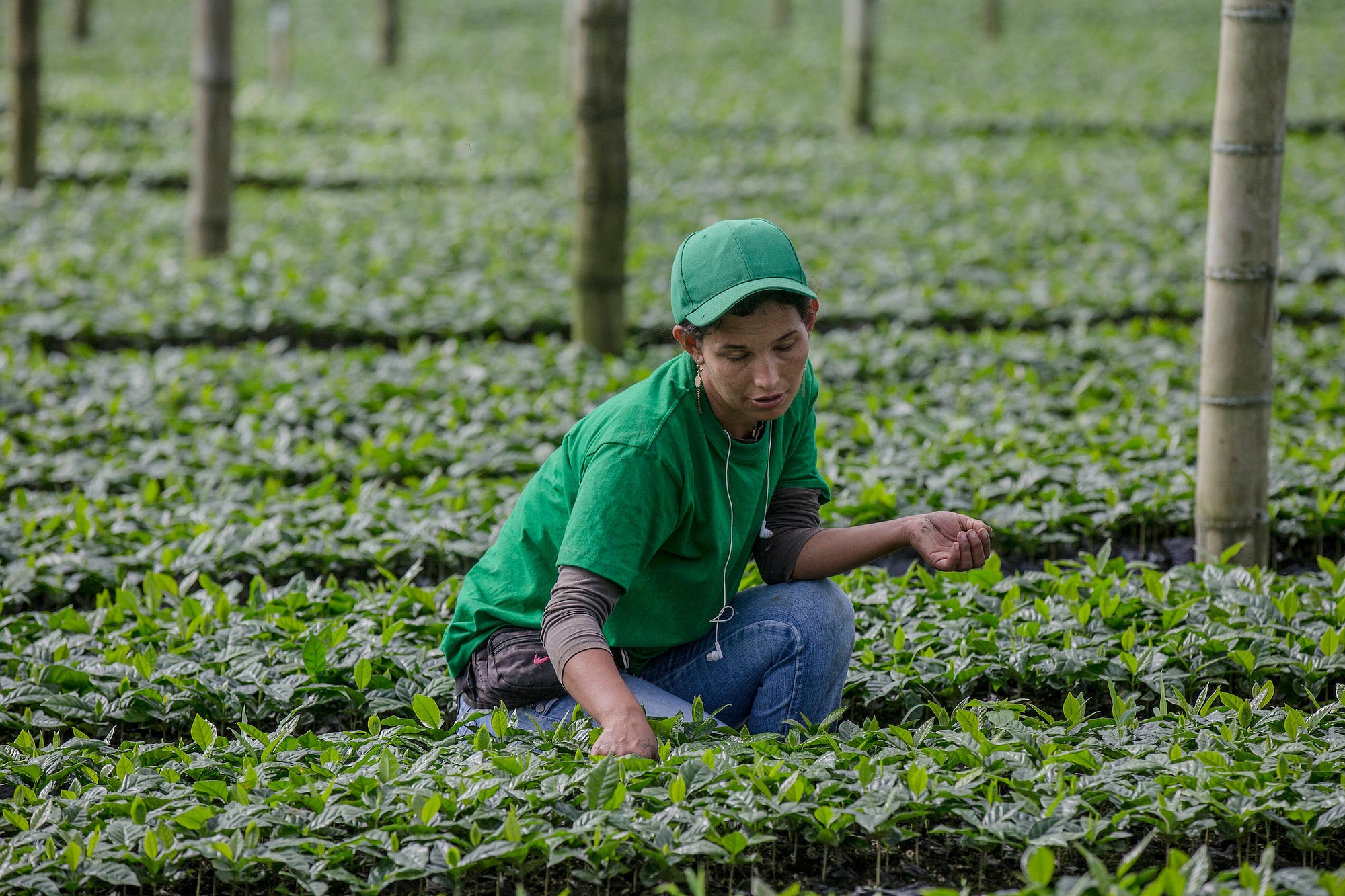 A Visual Tour of a Colombian Coffee Farm - Nestle.USA - Medium