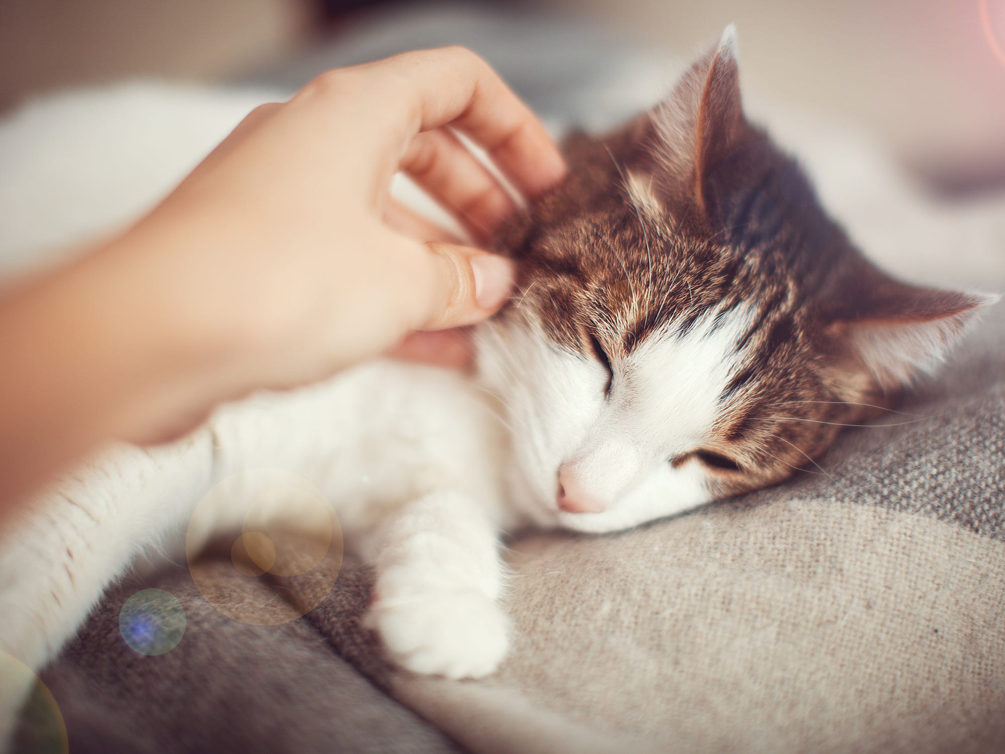 8 manieren om beste vrienden te worden met je kat