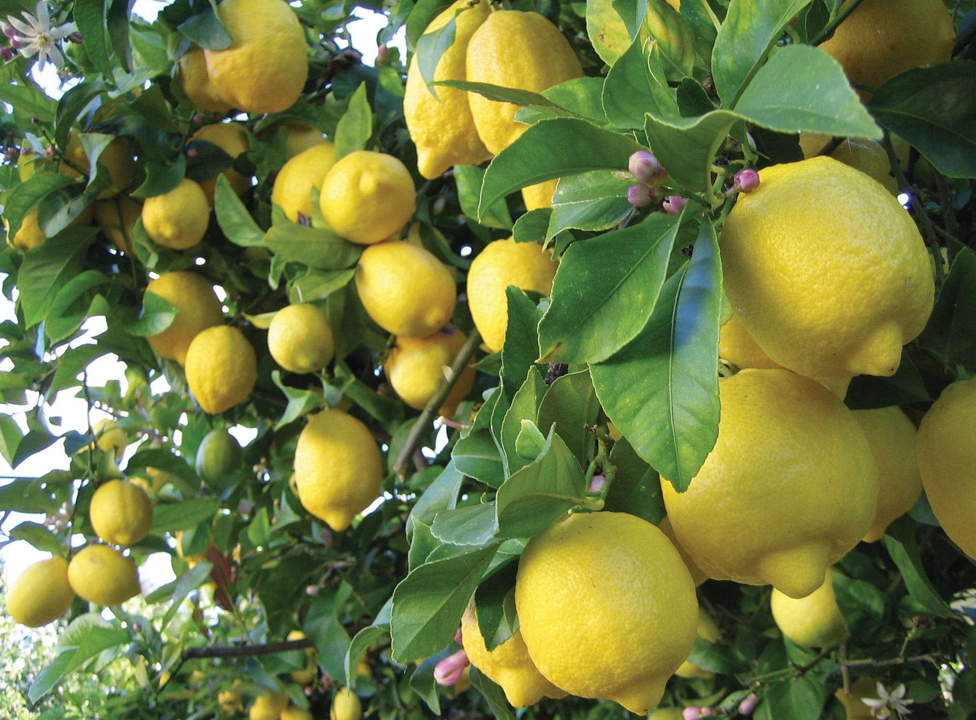 в каких условиях ростет лимонное дерево в майнкрафт #11