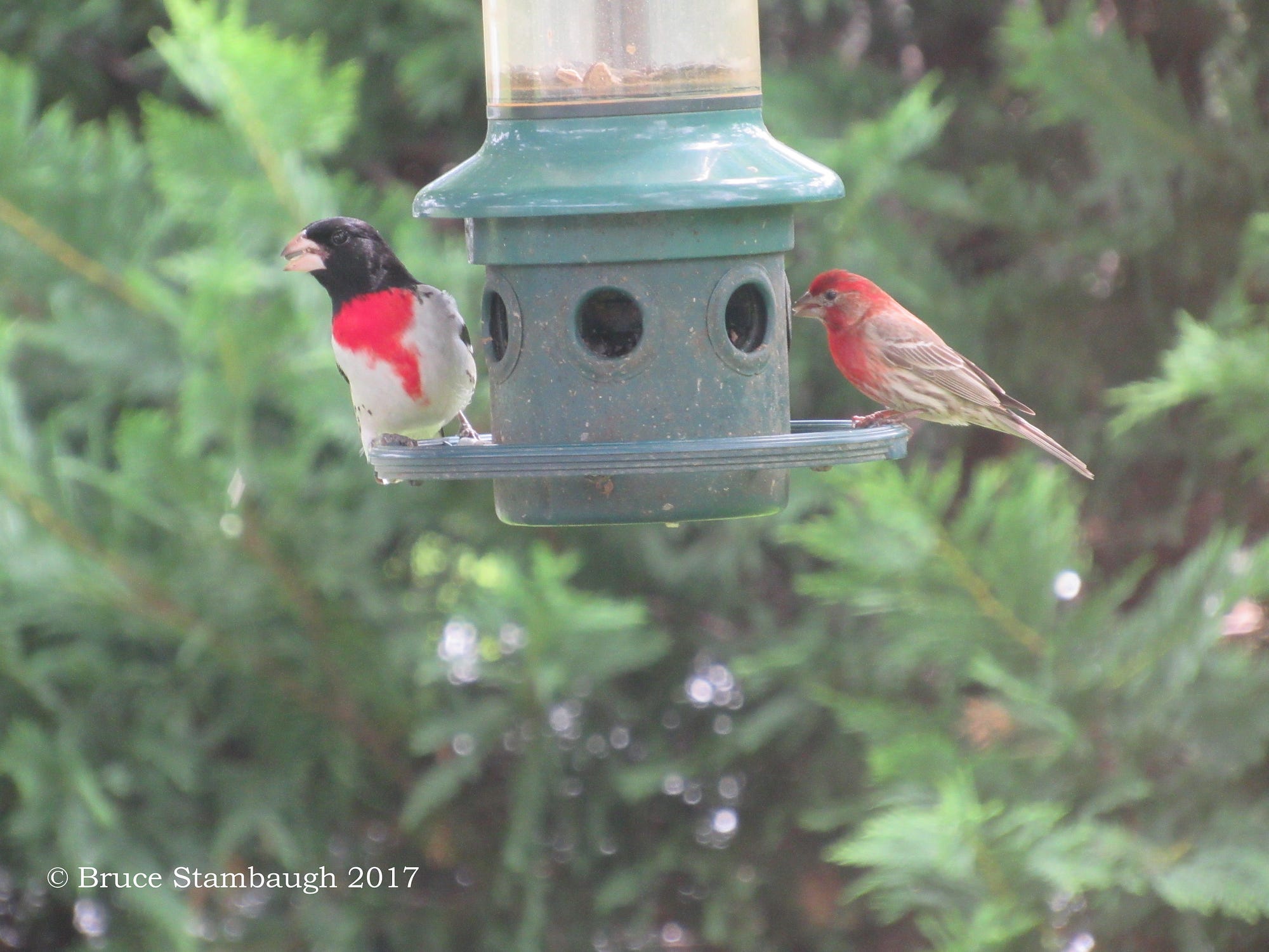 Beginning Anew With Feeding The Backyard Birds Bruce Stambaugh