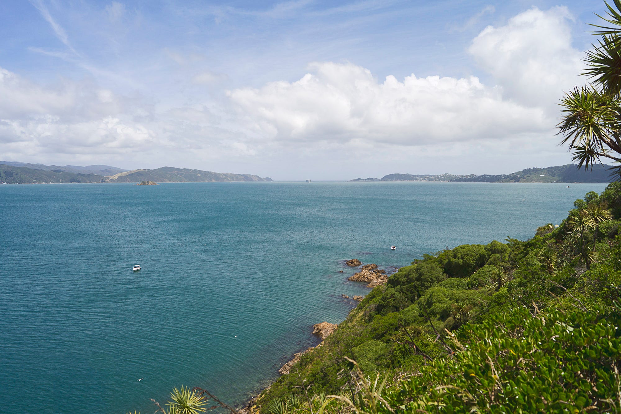 Matiu / Somes Island – Francine Jones – Medium