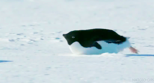 A baby penguin moves across some ice on its stomach