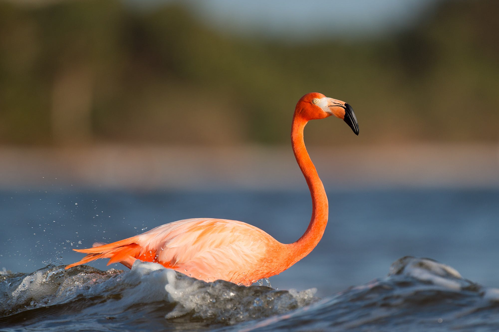 Flamingo At Bunche Beach Preserve Vantage Medium I Found Out About An Incredible Florida Bird Sighting In The Most Interesting Way Normally Would Find A Rare From One Of Many