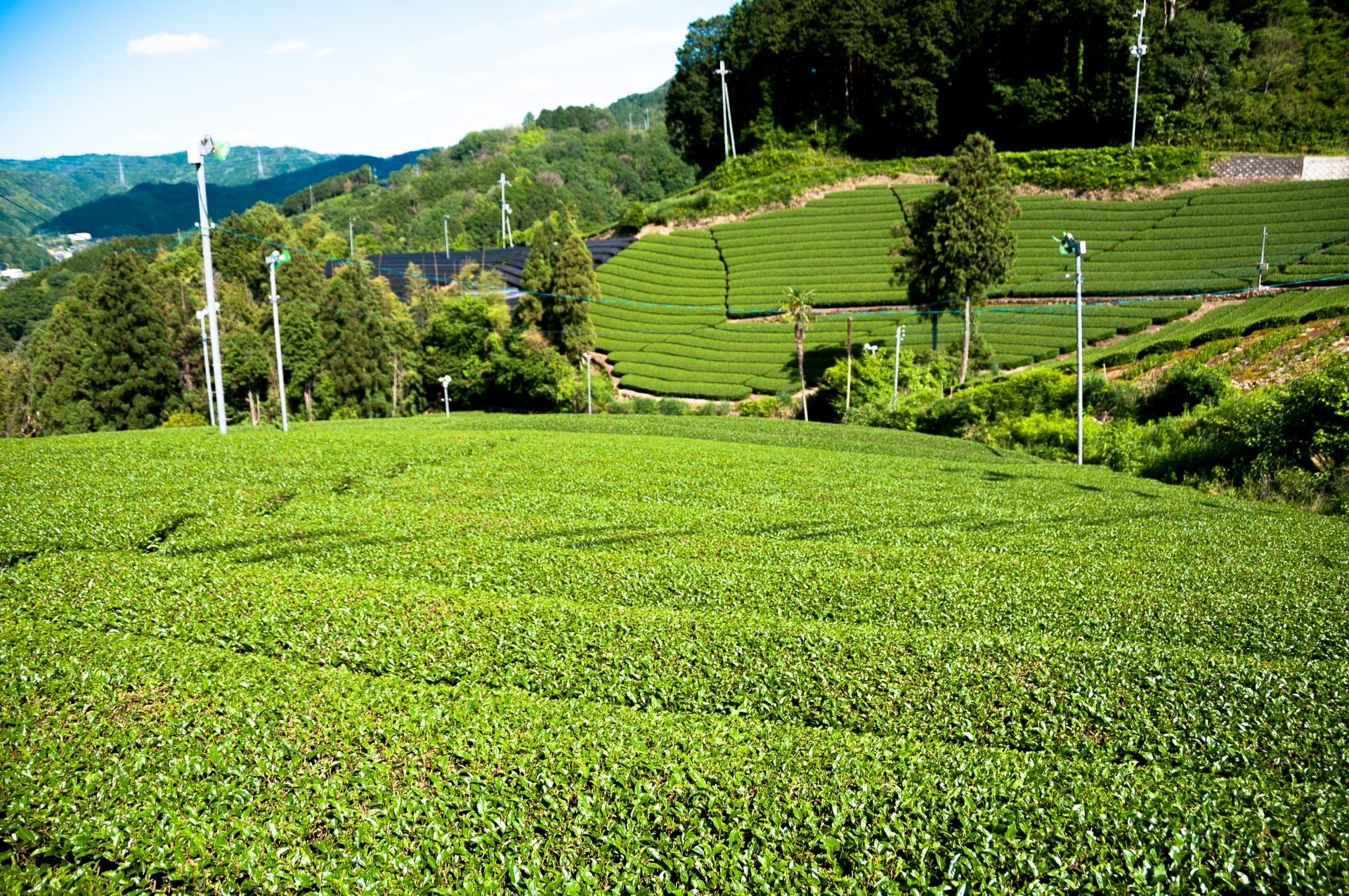 Wazuka Tea Farm: Kyoto’s Hidden Teatopia – Japan Travel Guide -JW Web 