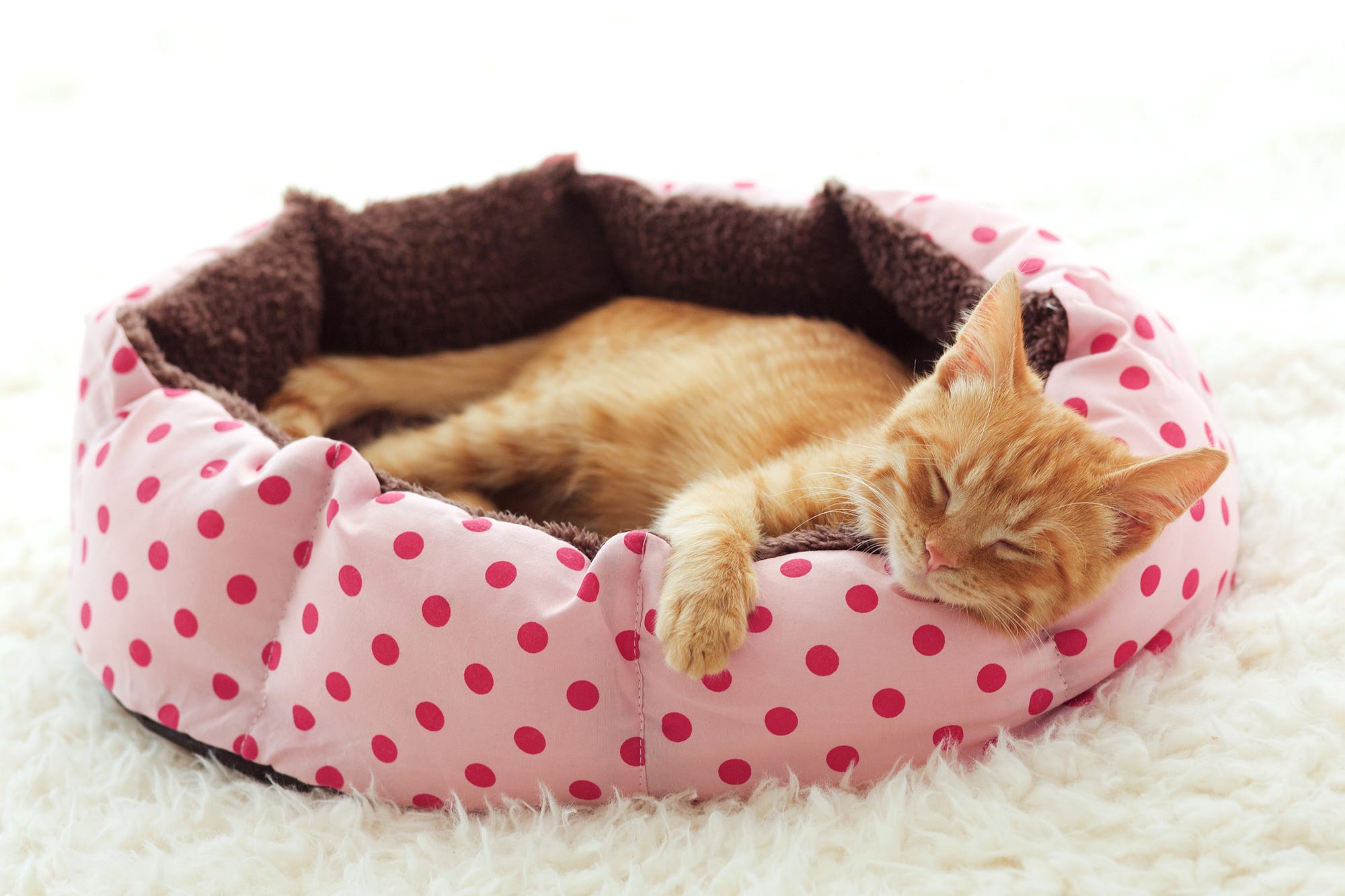 Katzen lieben kuschelige Betten