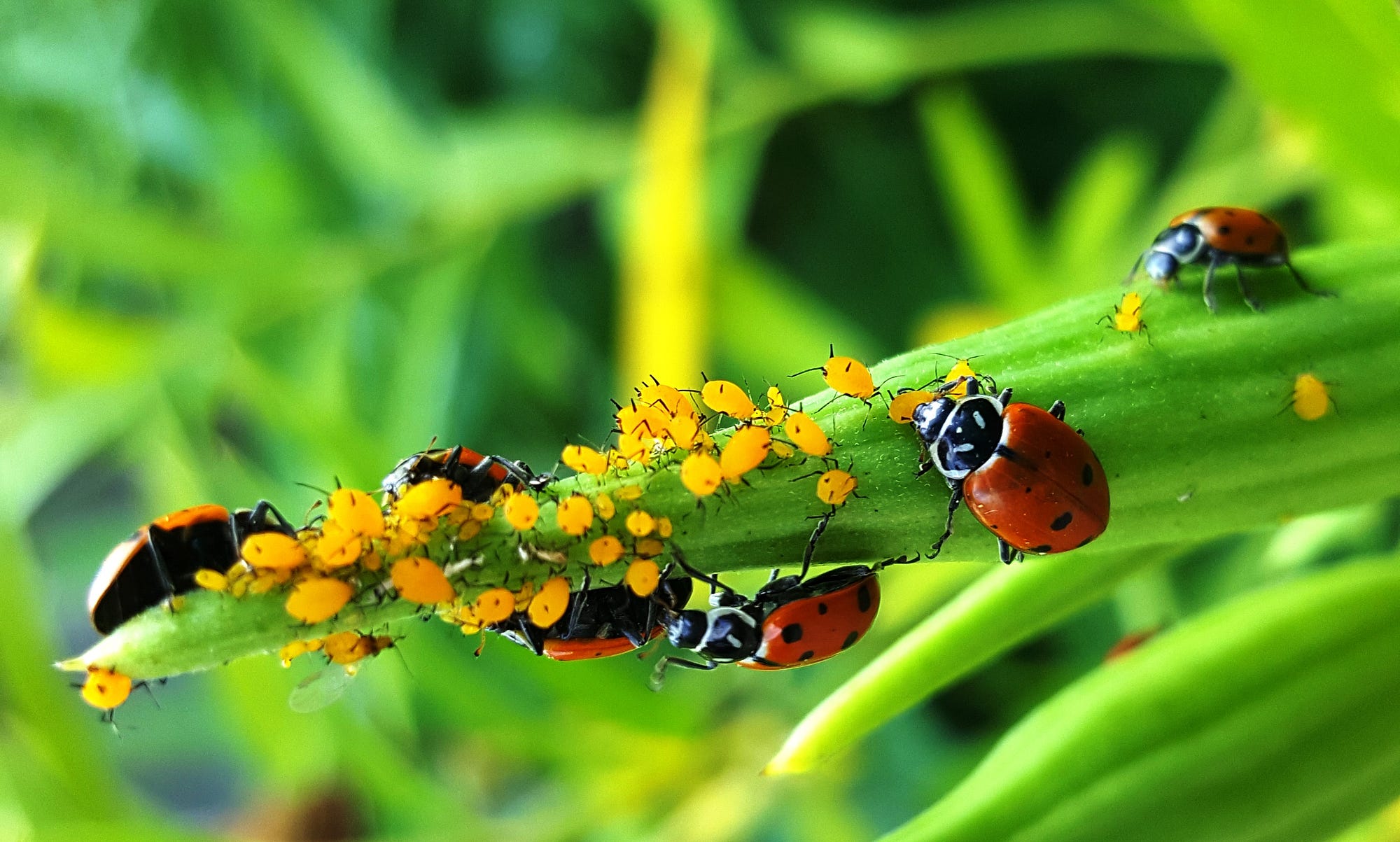 7 Tips for a Successful Monarch Butterfly Pollinator Garden