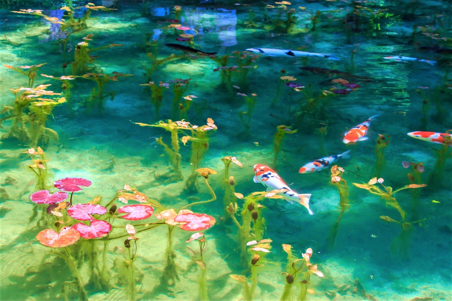 The Mystery Pond In Japan Looks Like Monet’s Paintings
