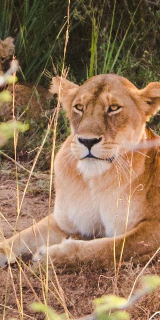 lion portrait