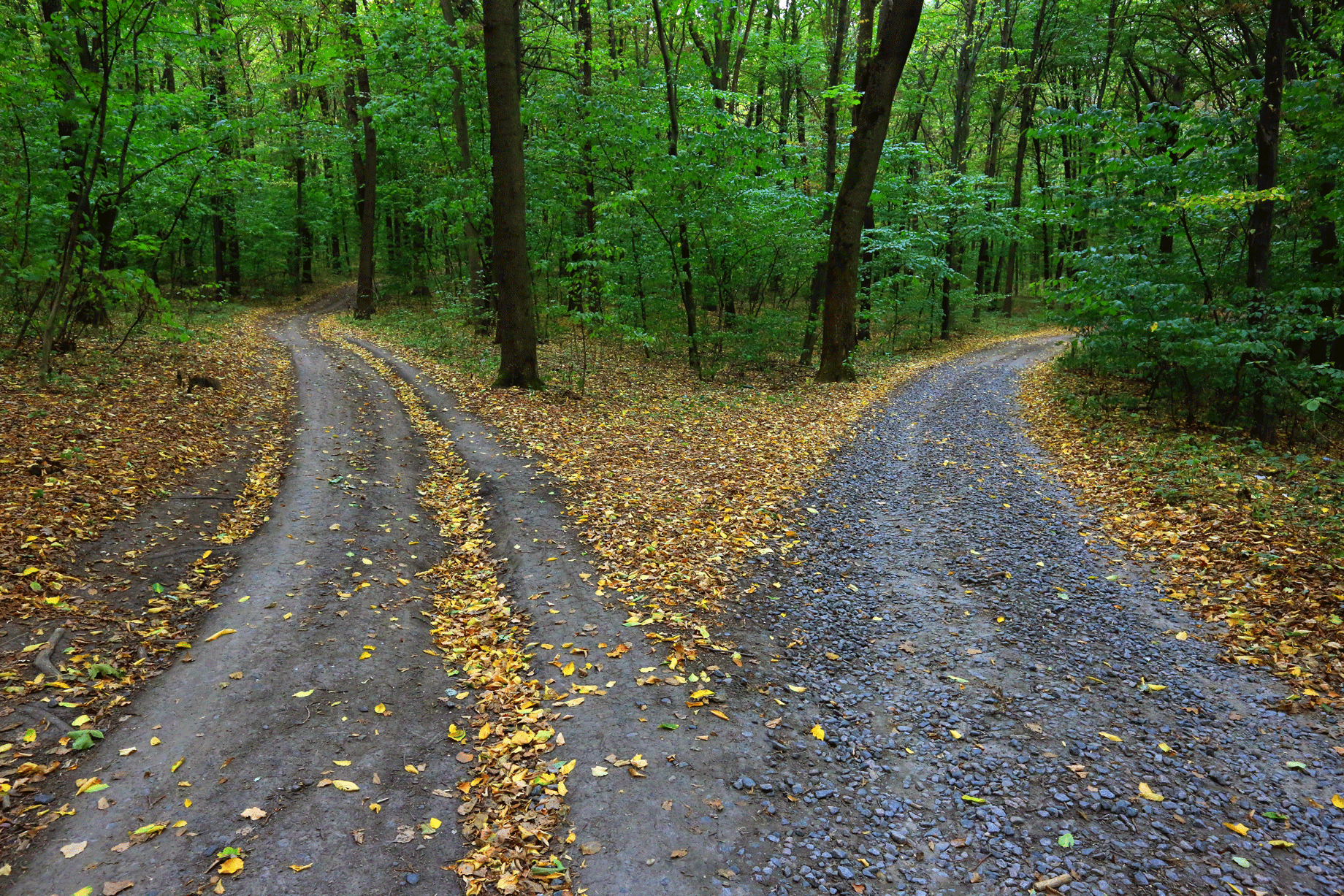 A Fork In The Road Marcie Rotblatt