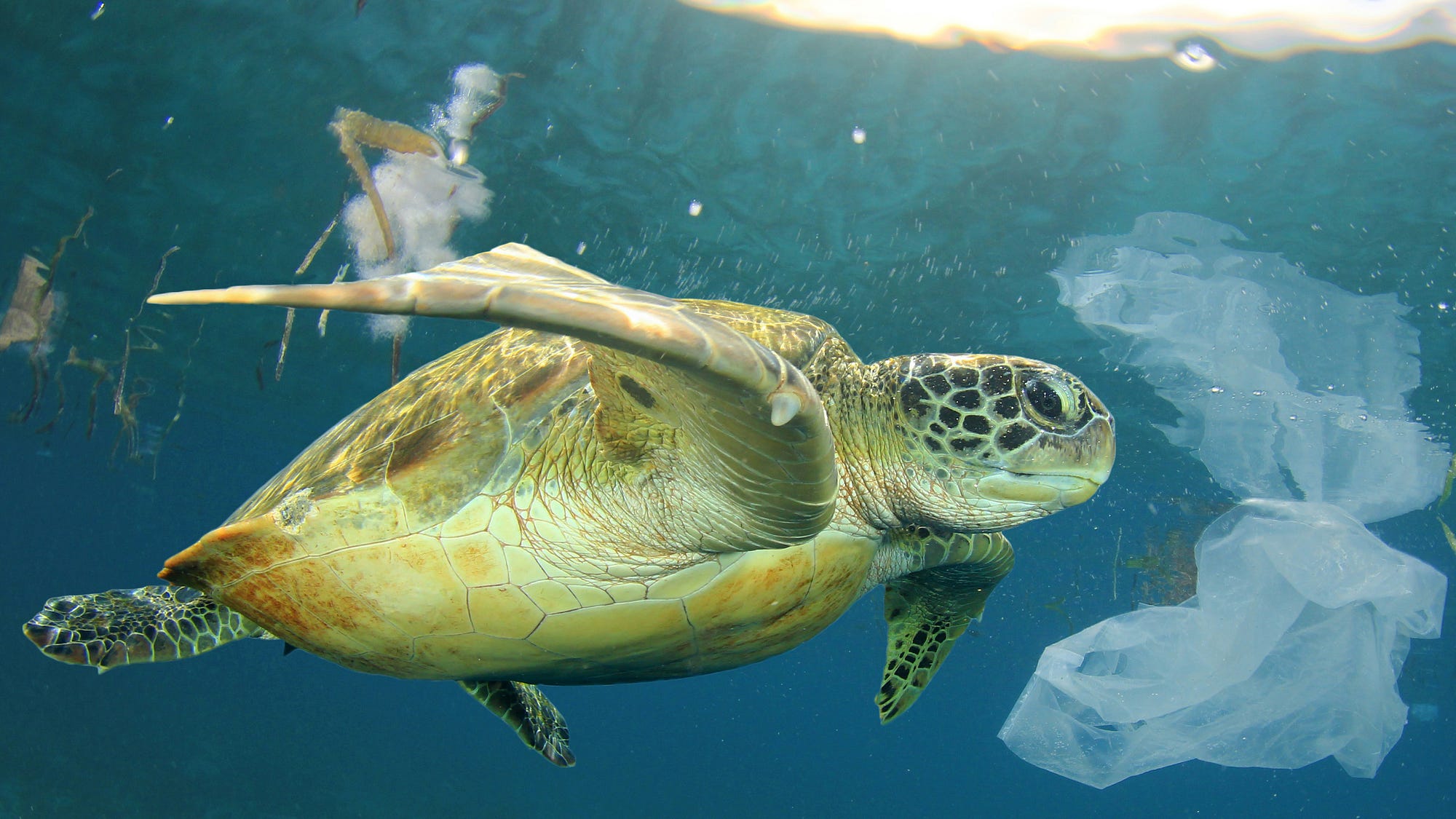 Our Escalating Global Plastic Pollution Crisis — What Can Be Done?