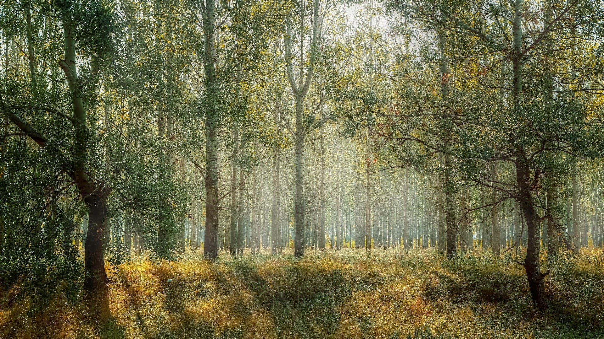 Letting Go To Hold On Minimalism As A Treatment For Consumerism
