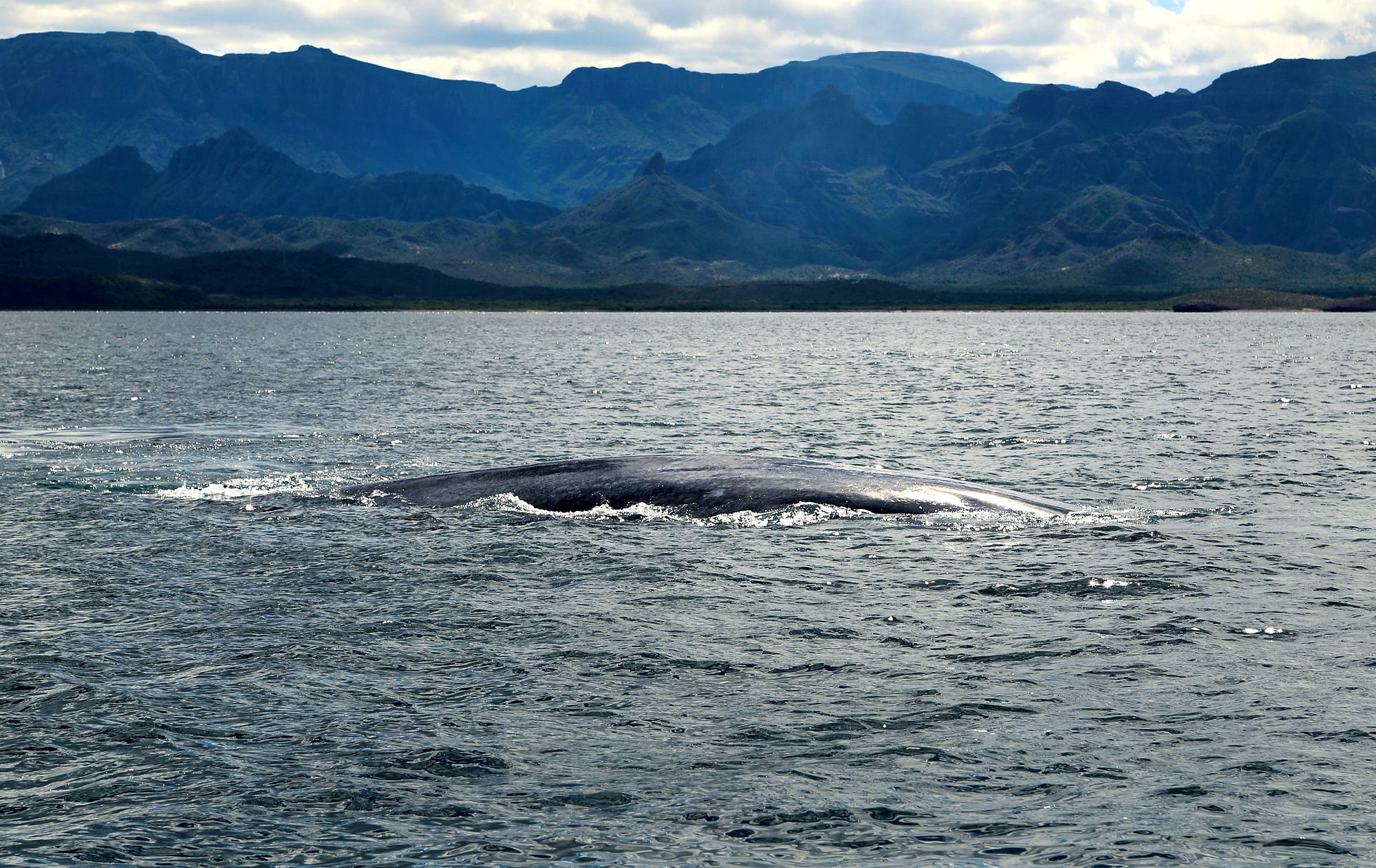 Blue Whales, Horn Sharks and SpacedOut Seahorses in the Sea Of Cortez
