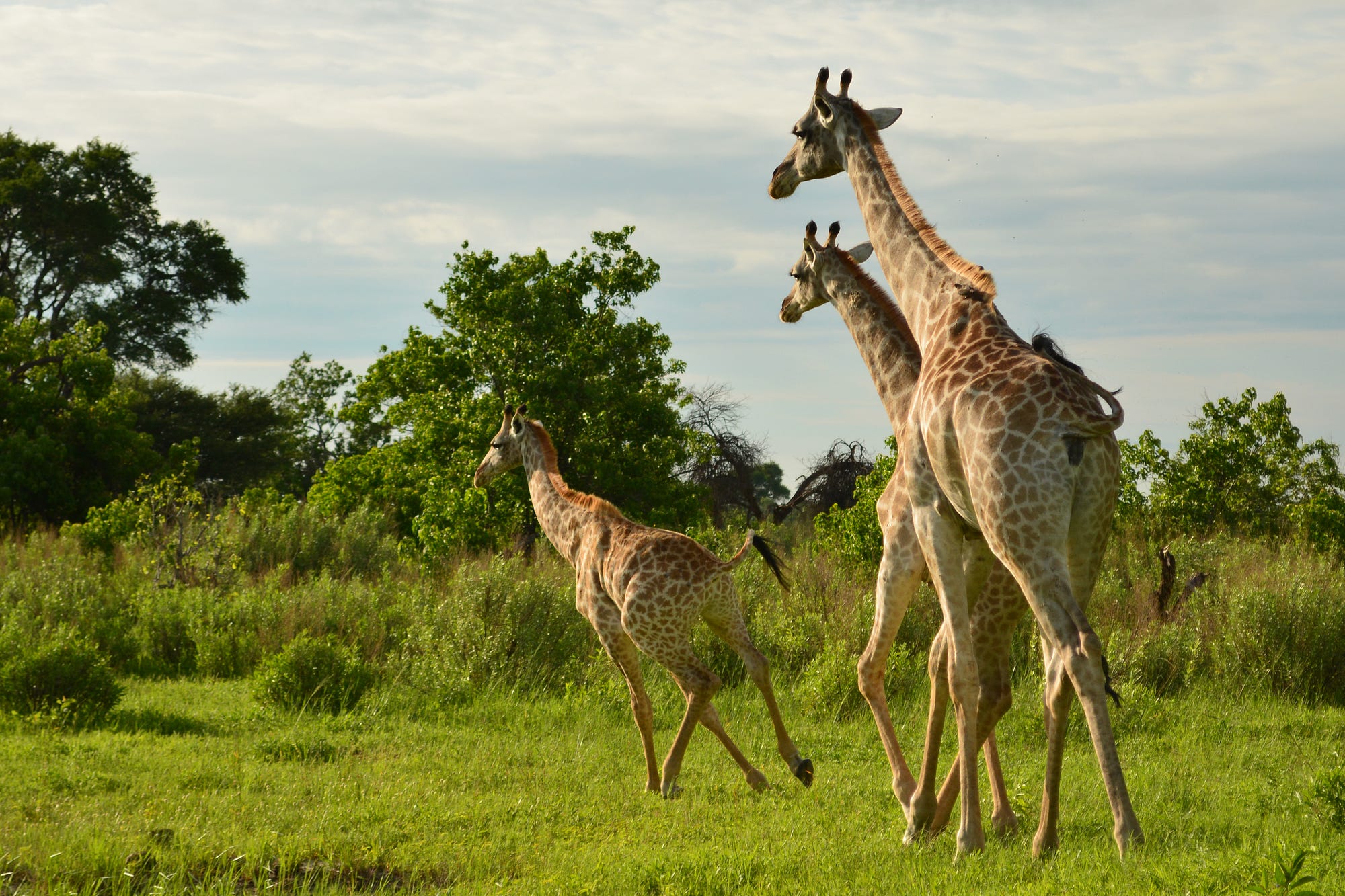 Stuck With Wild Animals Simon Seyer Medium