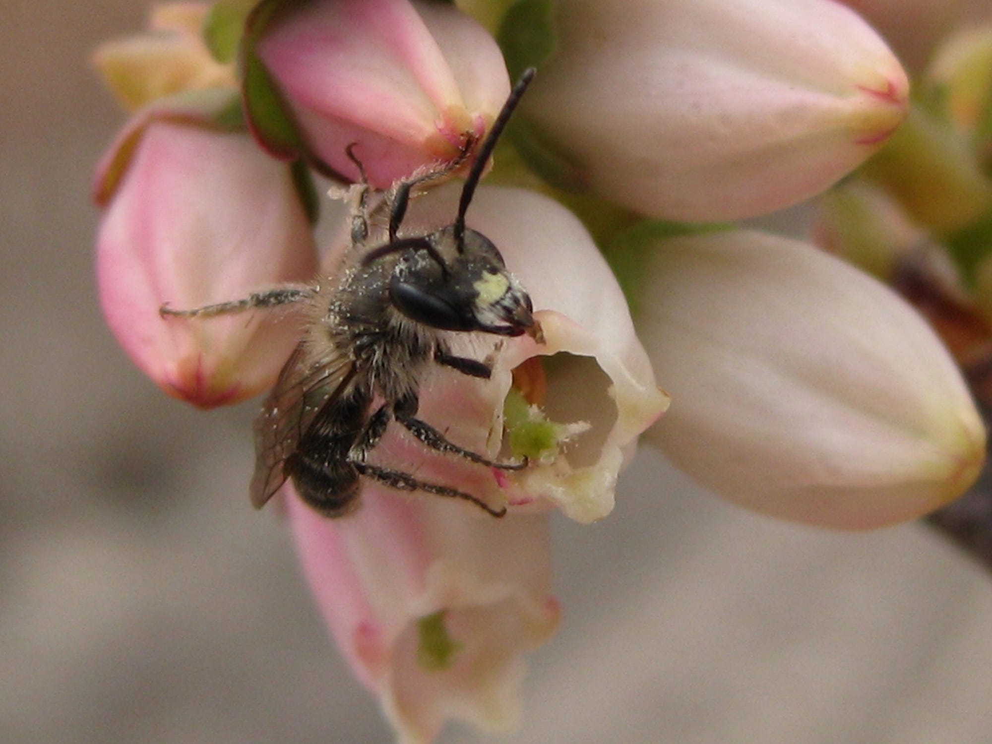 Pollinator Biodiversity: What’s all the buzz about?