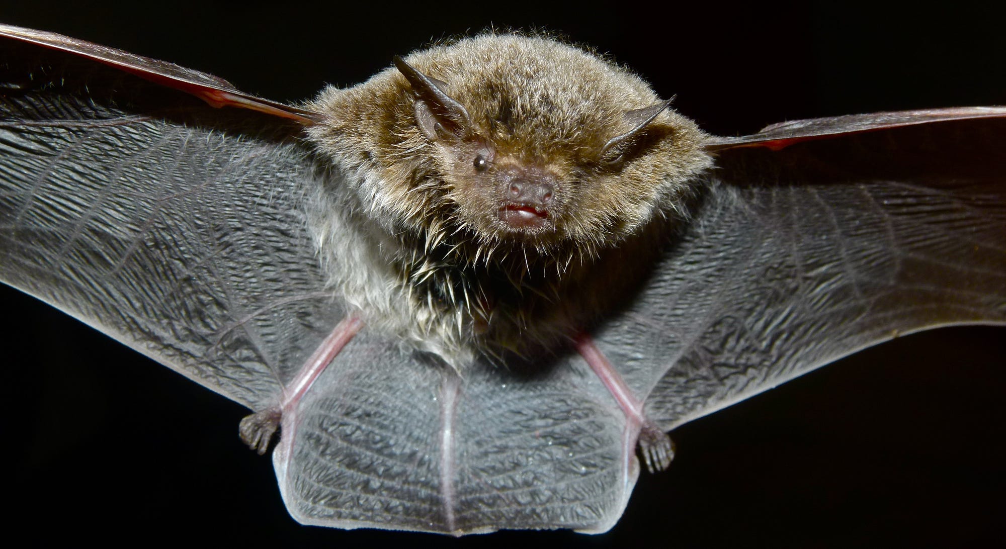 Bats Morpheme Count:  The Linguistic Shocker! - 3lelz4l