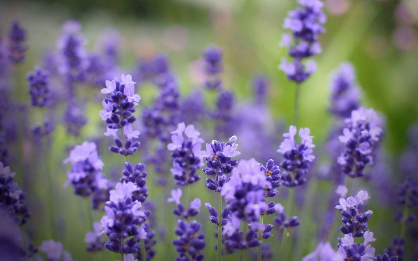 5 Manfaat menakjubkan bunga  lavender  Cantik com Medium