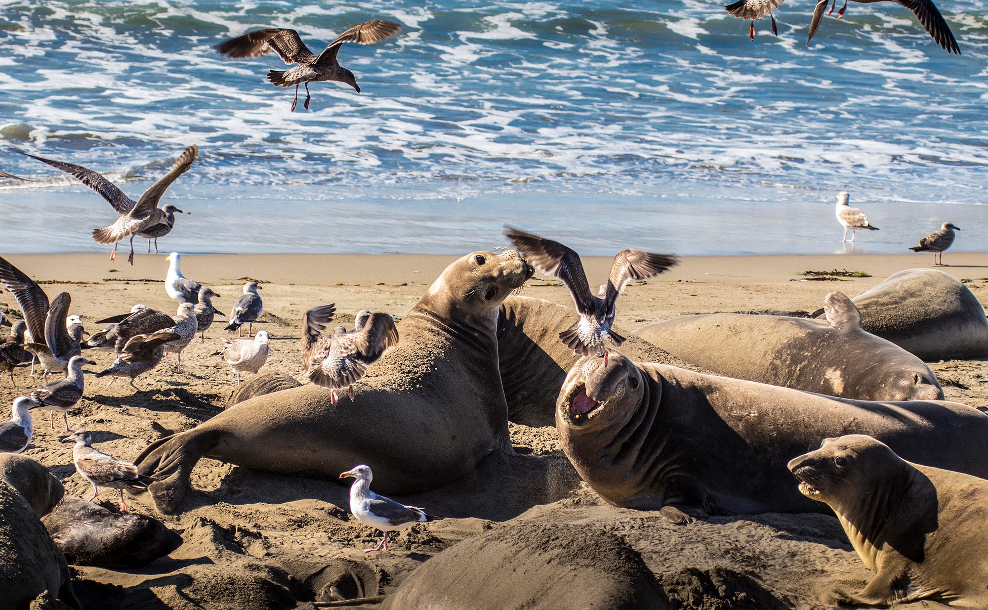 The elephant seals are here, and it’s a wild scene – The California Sun