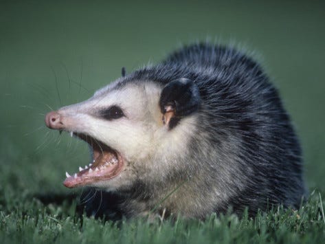 Un opossum arrabbiato con chi dice che il Machine Learning distruggerà il mondo