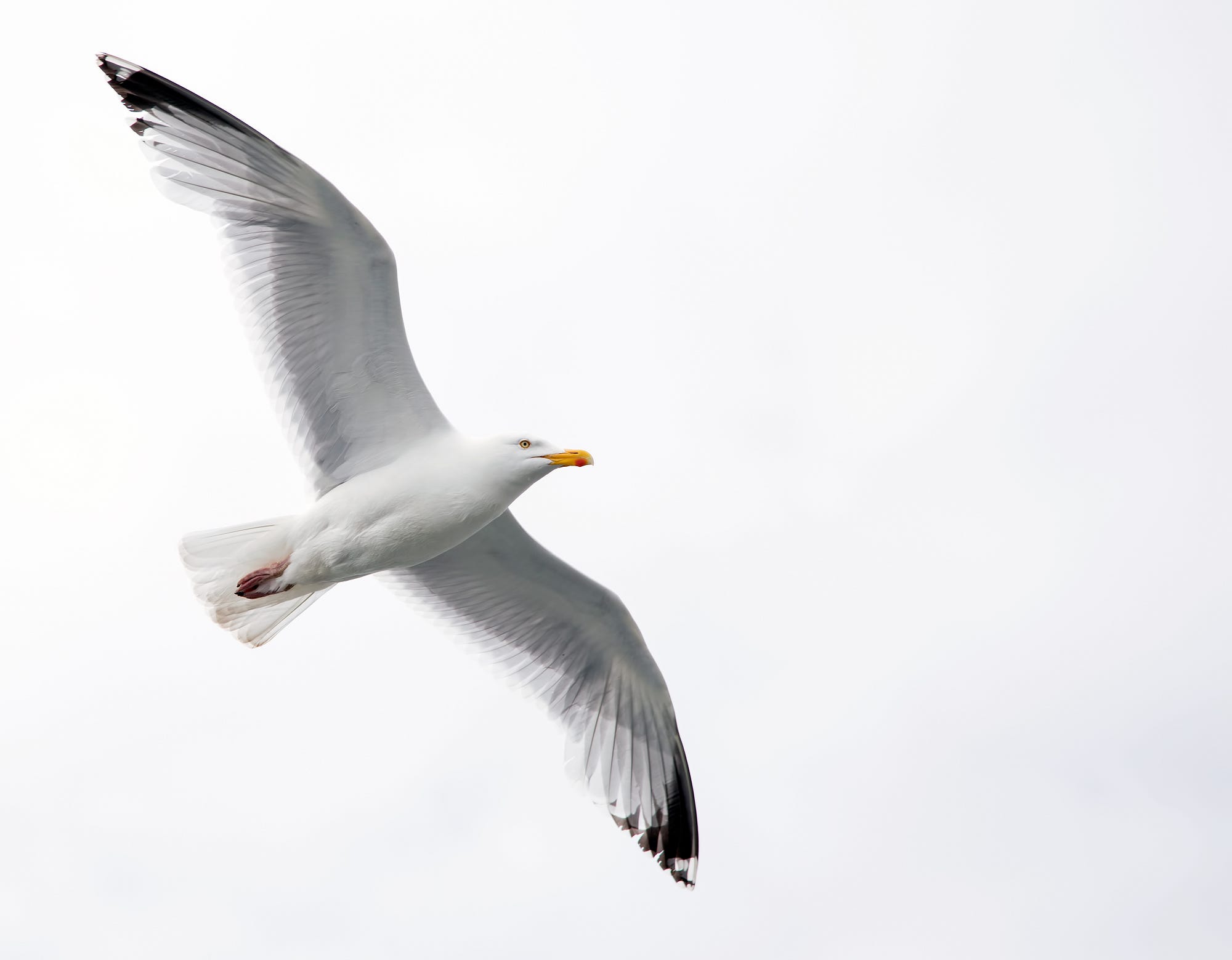 Jonathan Livingston Seagull