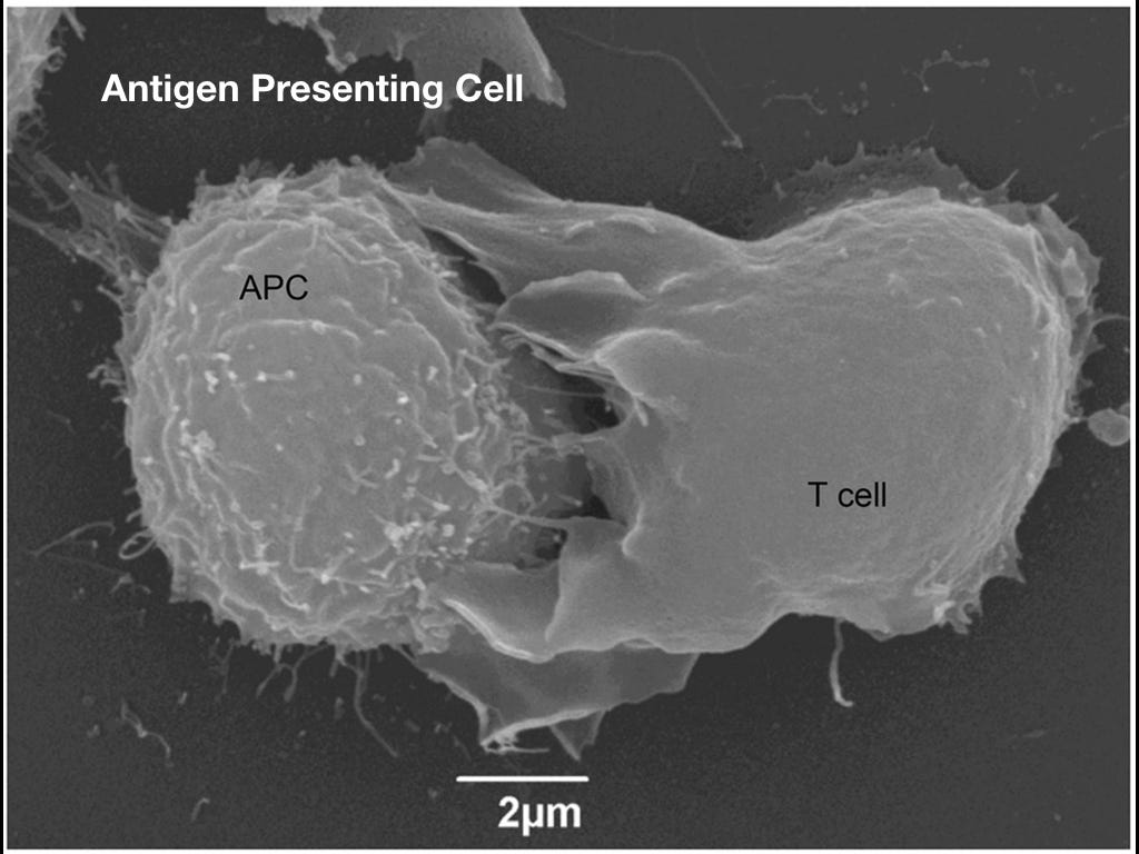 Антигенпрезентующая клетка (слева) показывает T-лимфоциту, что у неё есть.