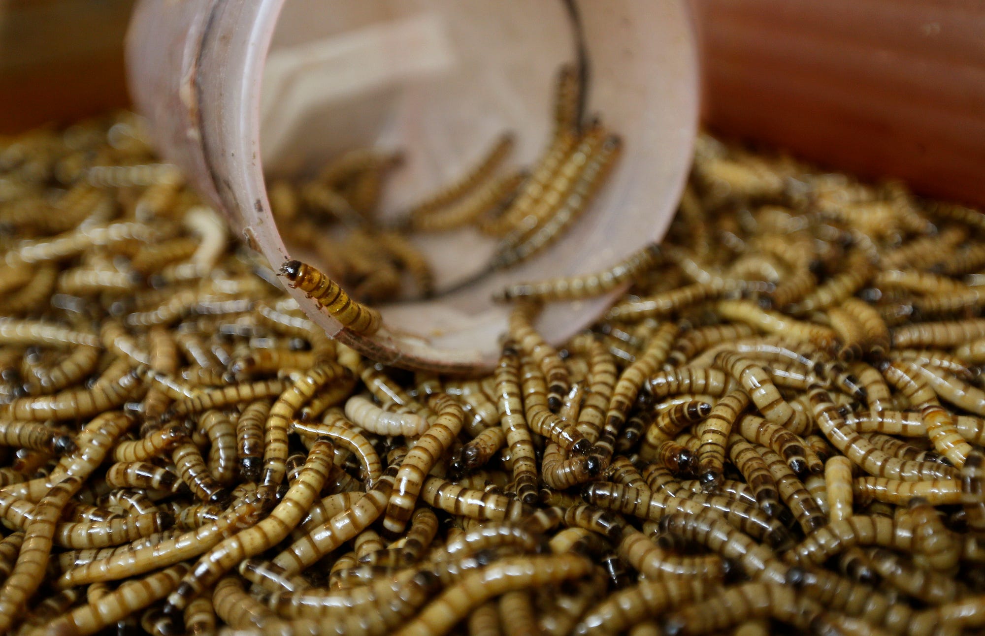 This farm in Compton wants you to eat bugs Los Angeles Times Medium