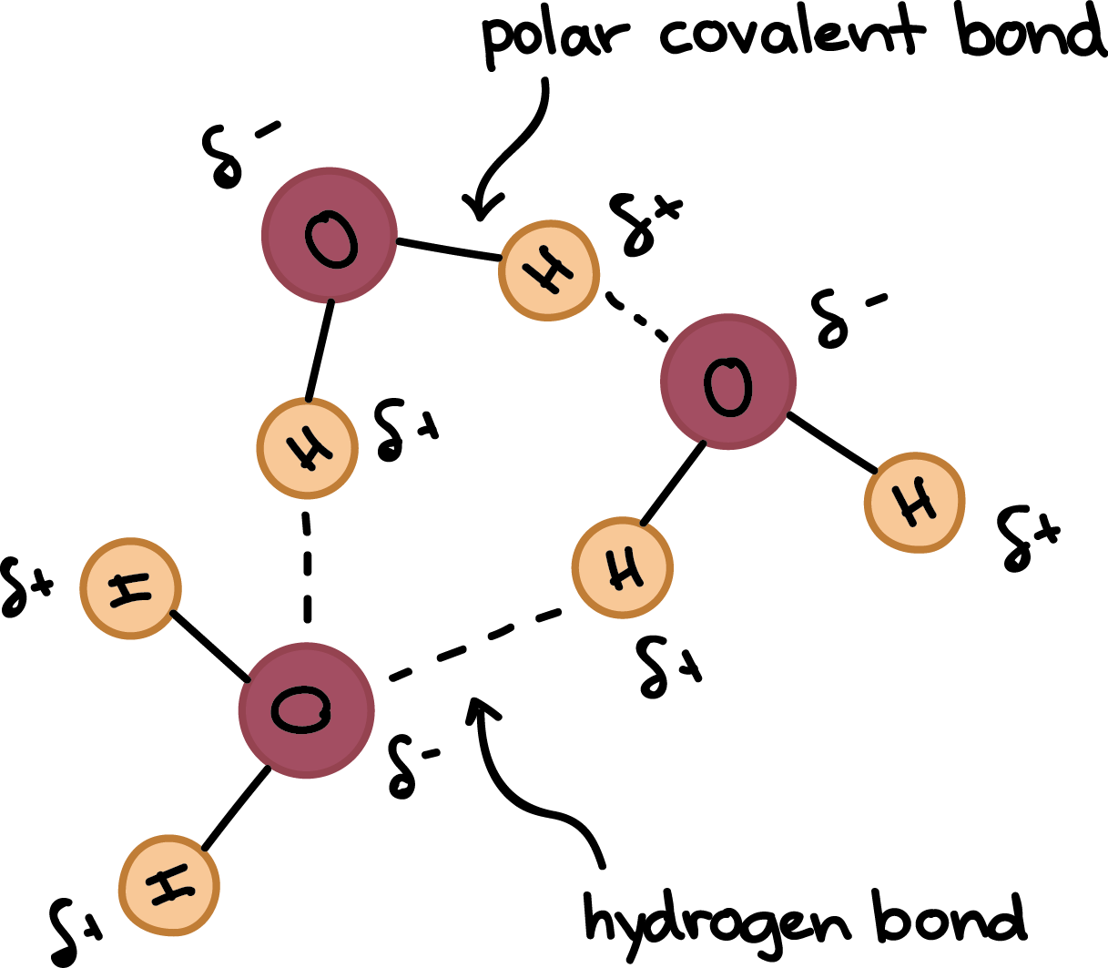 Diagram Og Hydrogen Bonds Between Water Molecule] 3.11: Bioc