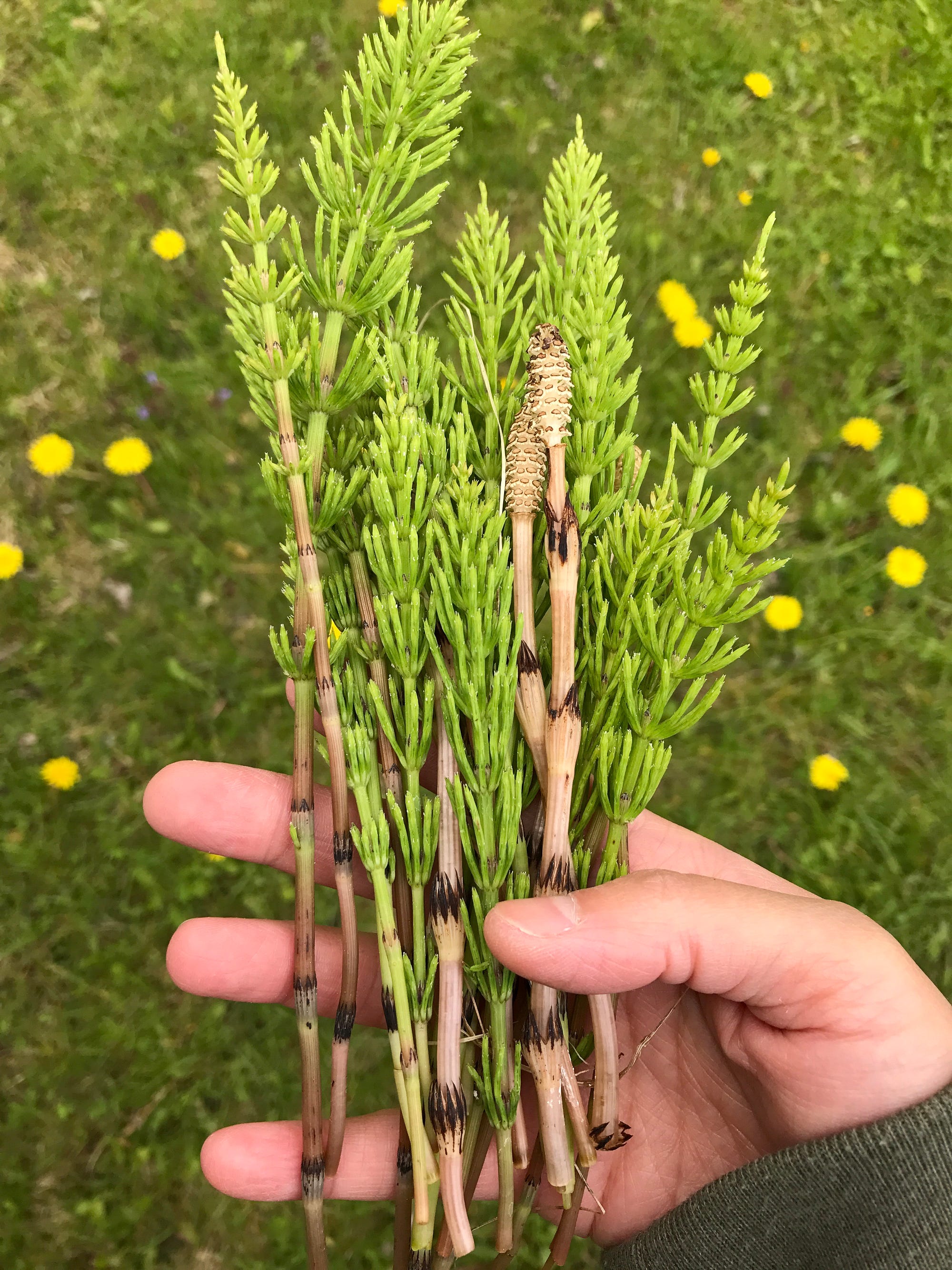 horsetail-the-wild-edible-mei-wong-medium