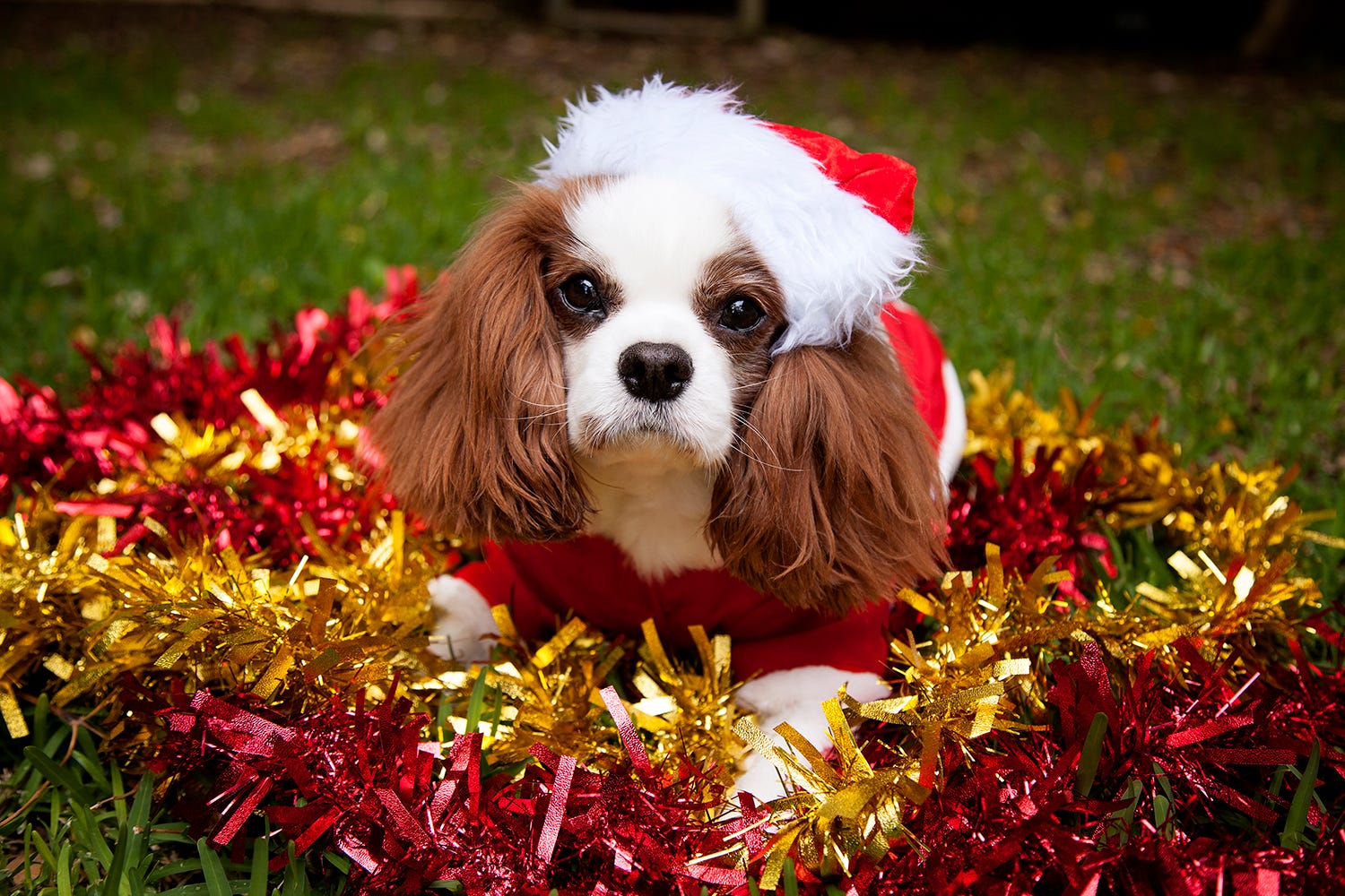 Why Christmas is the best time to adopt, and giving pets as gifts is A-OK.