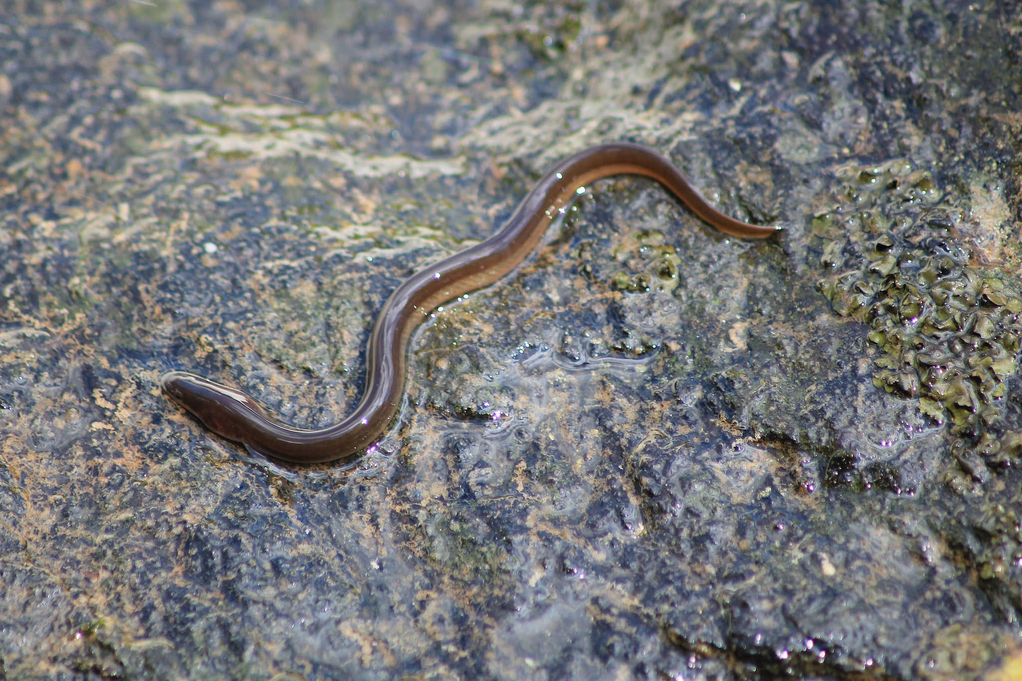 eels travel over land