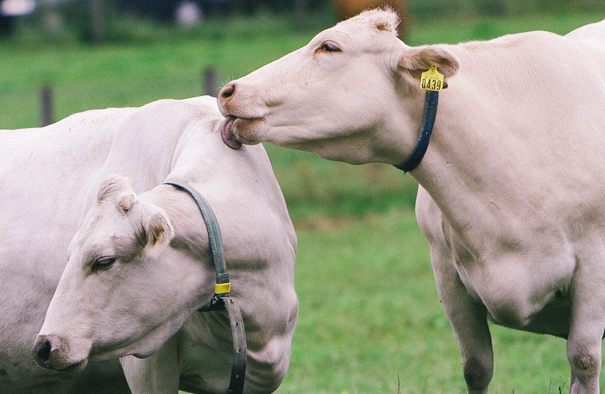 Sorry, Cow ass licking something Cow ass licking