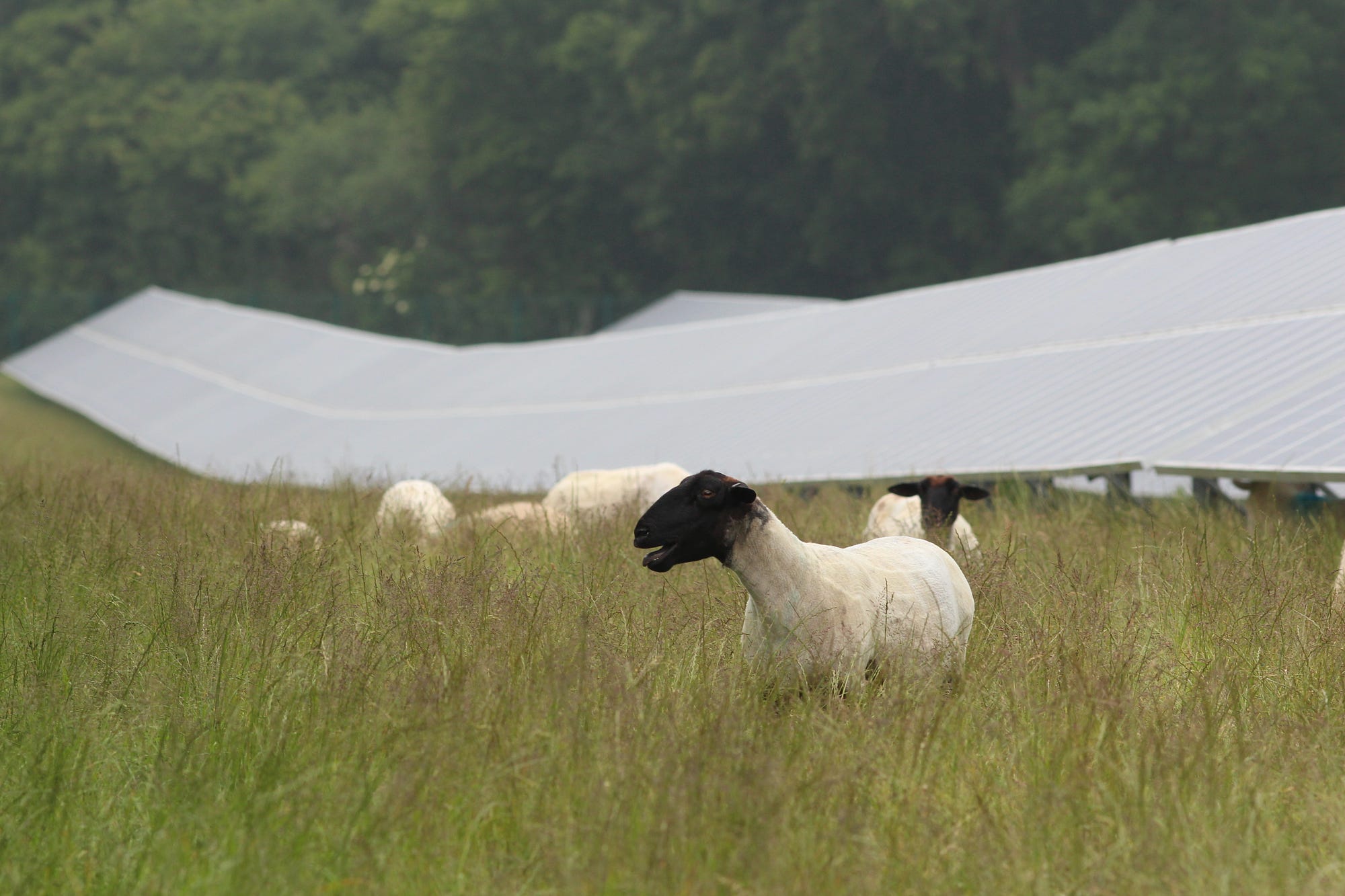 Why solar farm will be good for wildlife, farming and local