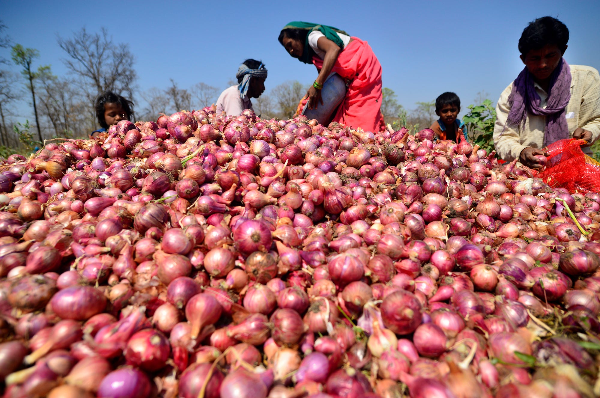 Как играть в onion of hope