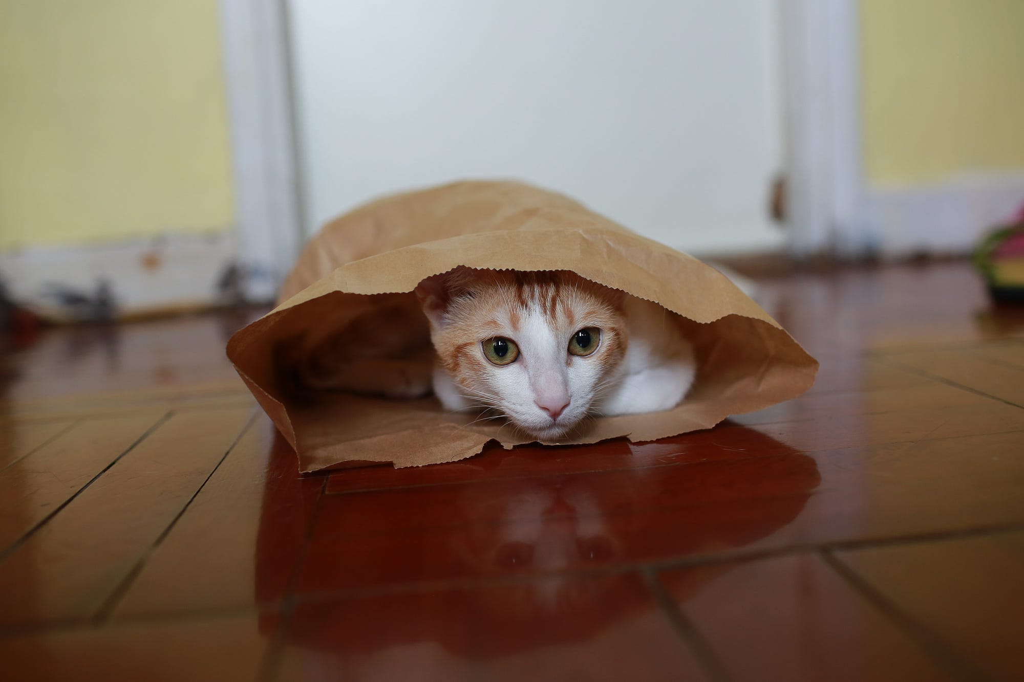 Cat hiding