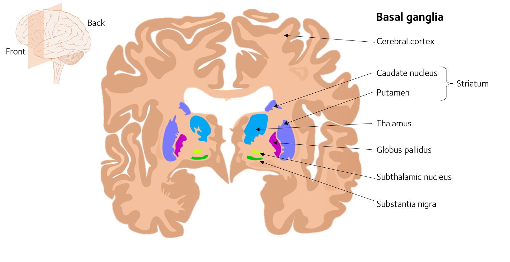What brain areas are affected by Parkinson’s? Parkinson’s UK Medium