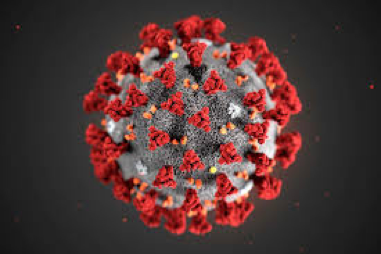 A model of the novel coronavirus